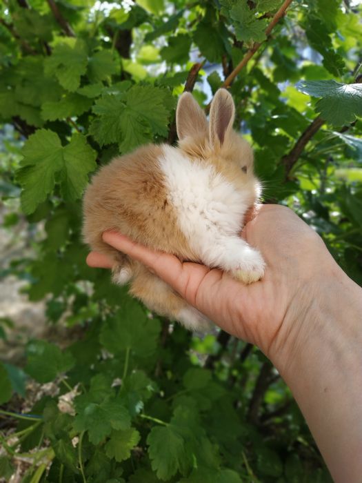 Міні кролики ручні добрі рижі білі придбати в Харкові кролі крольчата