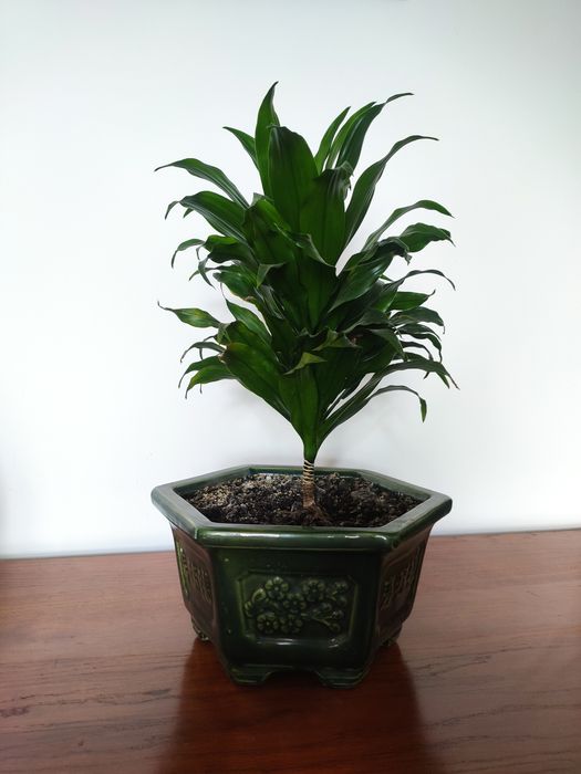Dracena 'compacta'
