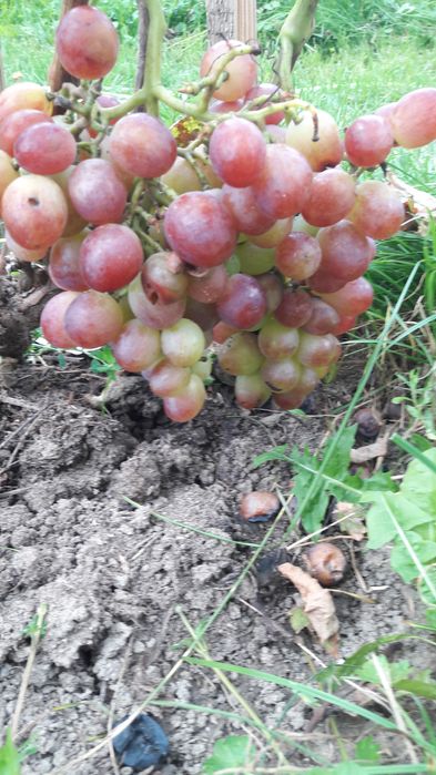 Sprzedam Sadzonki Truskawek Zwykłych i Całorocznych, Winorosli, Malin