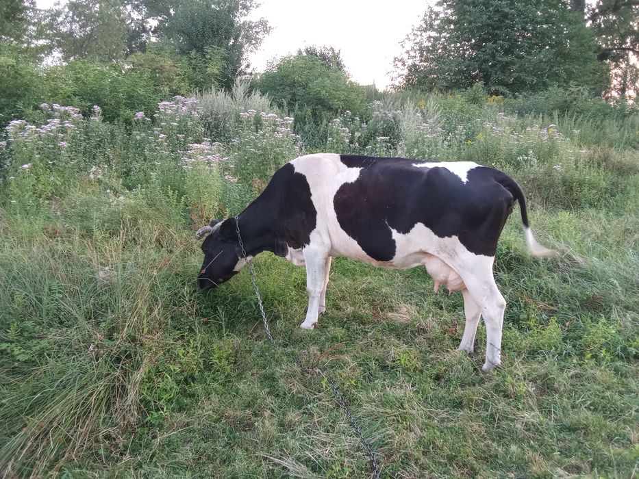 Продам добру корову