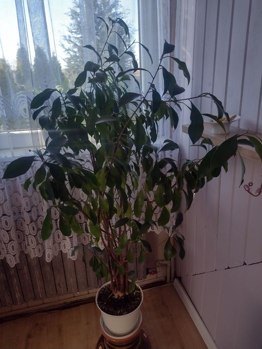 kwiat doniczkowy fikus benjamin