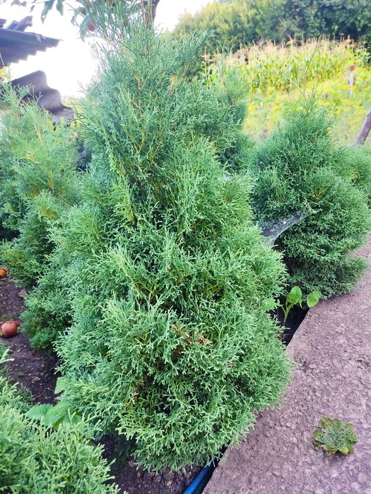 Продаю туї різного розміру