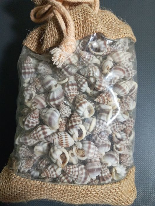 Набор ракушек подарочный из Италии.  Тема- океан.  Множество  ракушек.