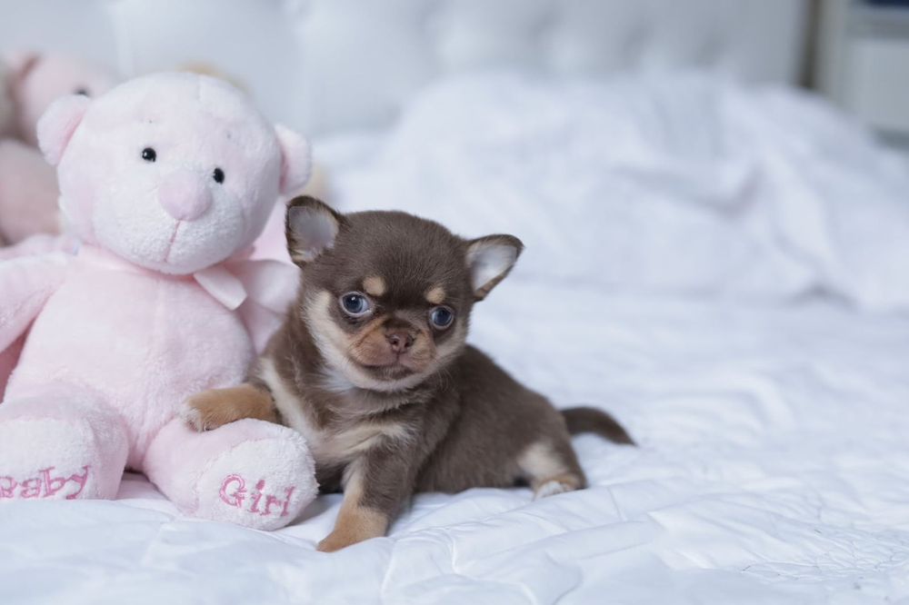 Chihuahua FCI dziewczynka mini