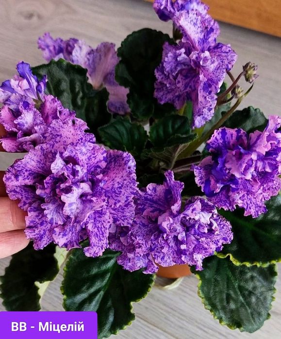 Фіалки сортовые детки