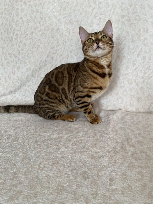 Бенгалькая кошка 7 мес