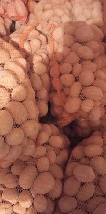 Ziemniaki jadalne i paszowe