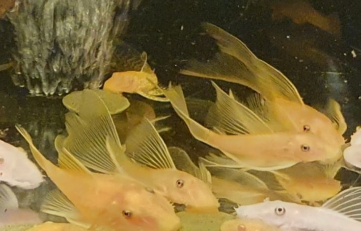 Ancistrus L144 lemon long fin Weloniasty Wysyłka