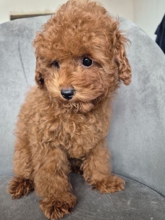 Хлопчики тои пуделя 3 міс