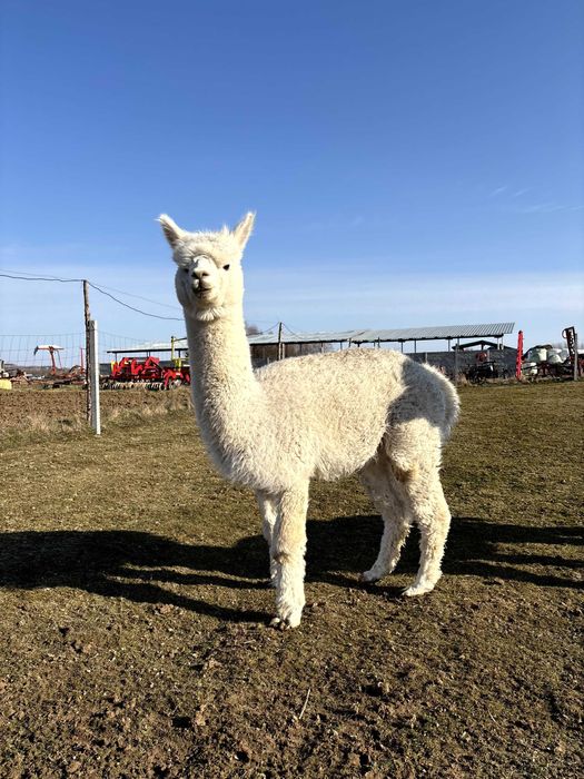 Alpaka  -  samiec