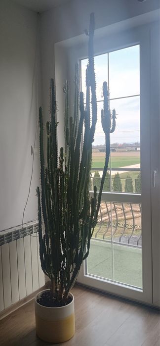 Wilczomlecz Trójżebrowy (Euphorbia trigona) – 190 cm!