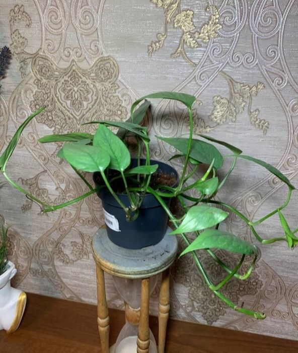 Епіпремнум (Монстера) 'Cebu Blue'