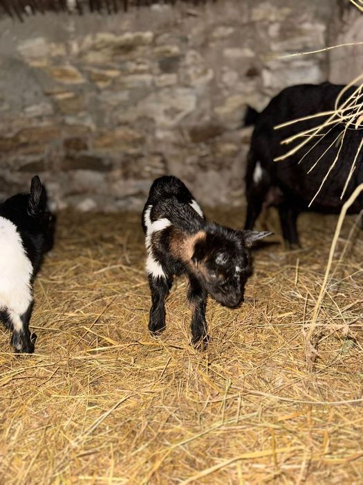 Vendo cabras micro anãs
