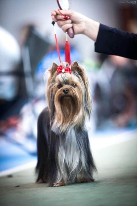 Yorkshire Terrier FCI ZKwP Piesek po Czampionach Gotowy do Odbioru