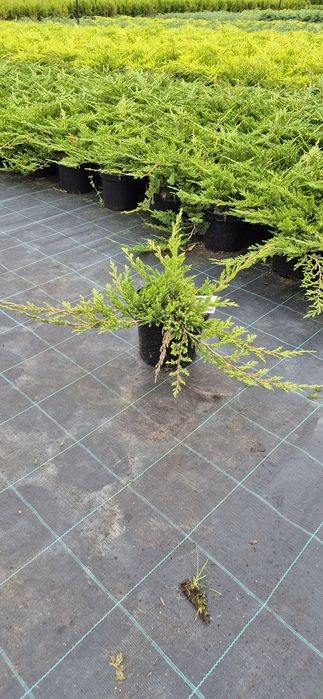 Jałowiec Płożący C2 C3 Juniperus