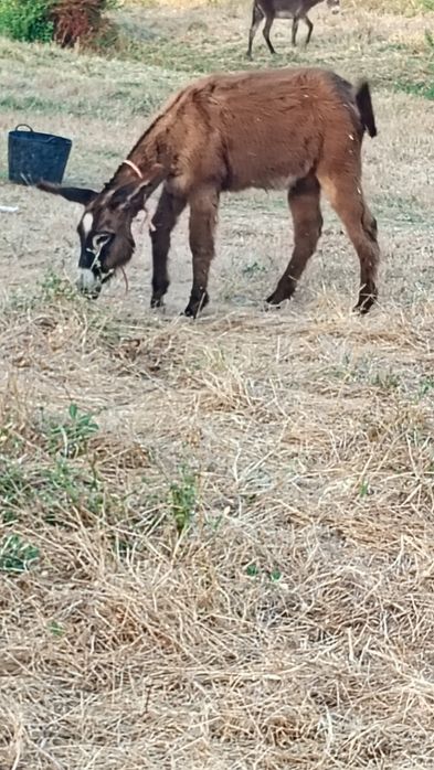 Burro com 6 meses