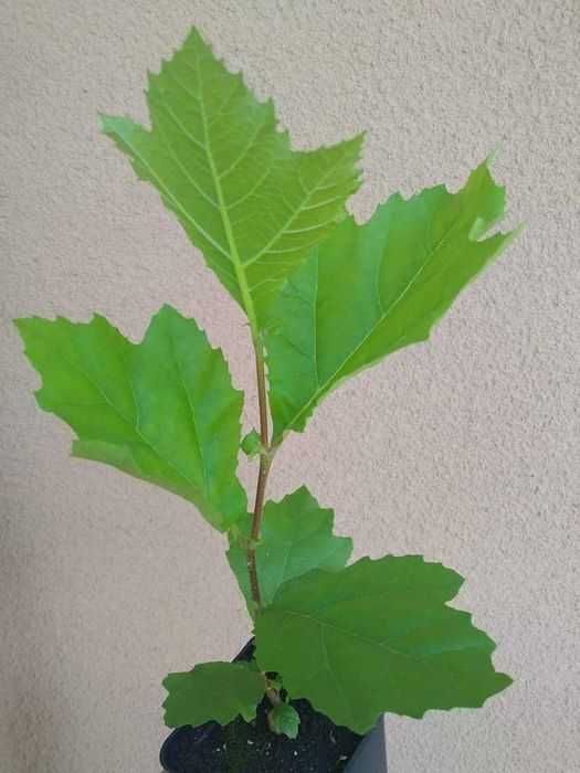 Платан.Саджанці у контейнерах