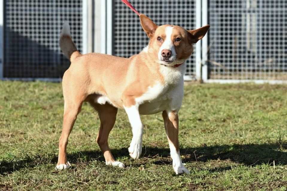 Baks - dość młody psiak lubiący spacery