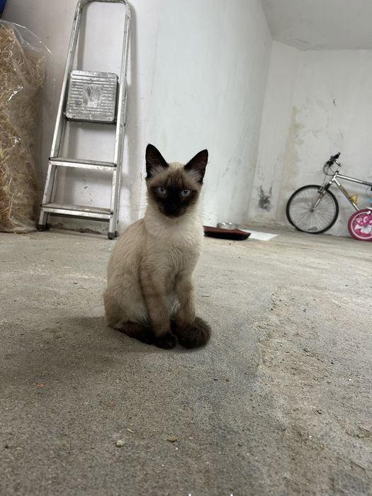 Gatinho para adocao