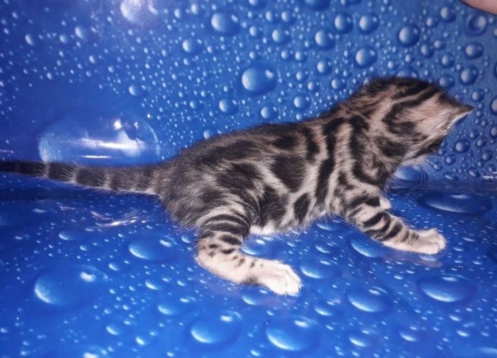 бенгальский кот котёнок мальчик