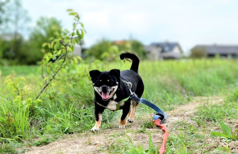 Mały, charakterny piesek szuka domu