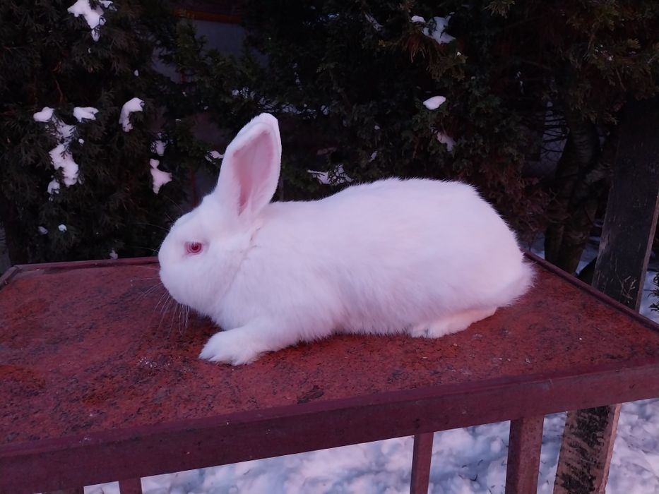 Króliki nowozelandzkie białe