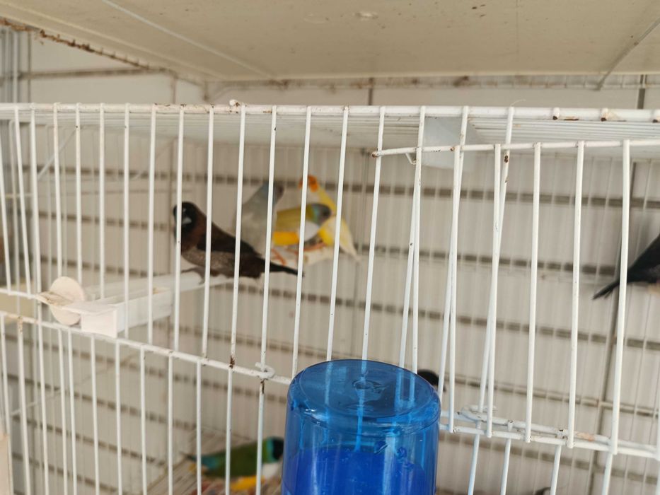 Diamantes de gould