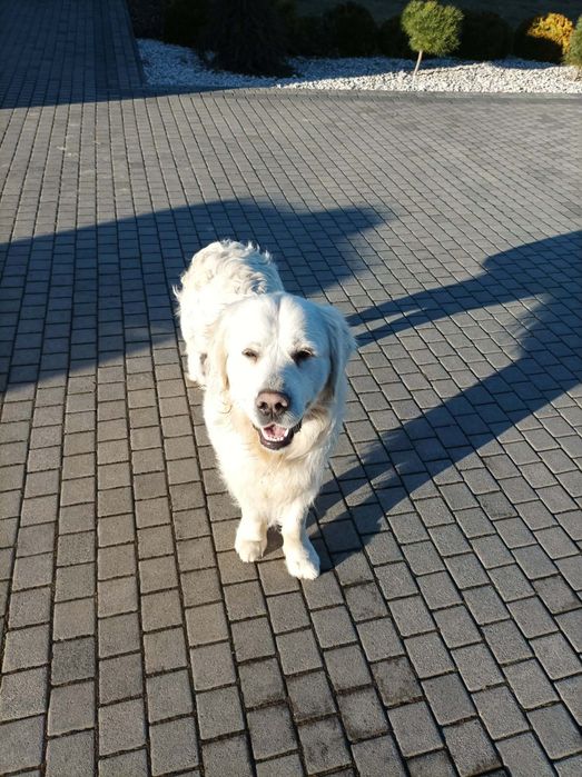 Pies Golden Retriever