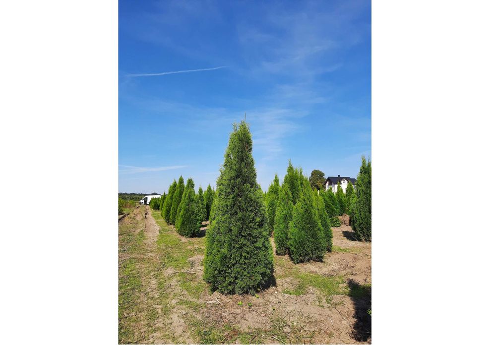 Thuja Smaragd 100,120,140,150 cm!Tuja Szmaragd! Dowóz! Tuje! Sadzenie!