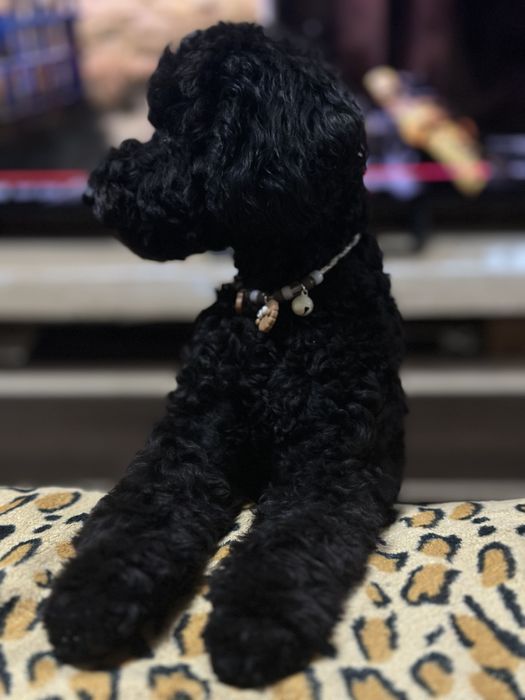 В’язка той, мініатюрного пуделя