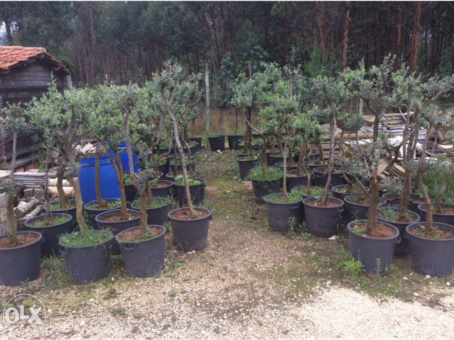 Oliveiras vaso pequenas