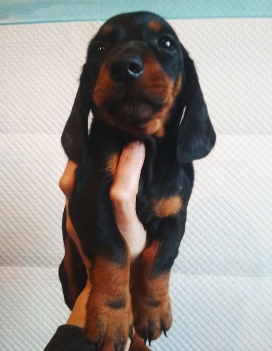 Чистокровний хлопчик кролячої такси 3 місяці .