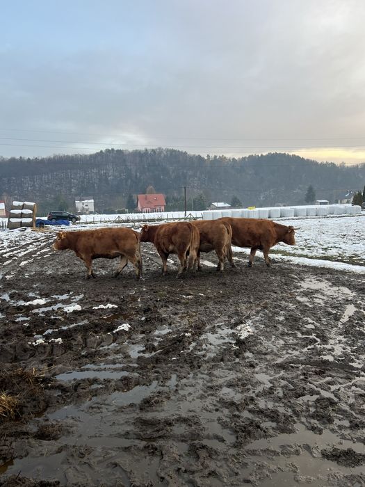 Krowy Limousine LM 100%