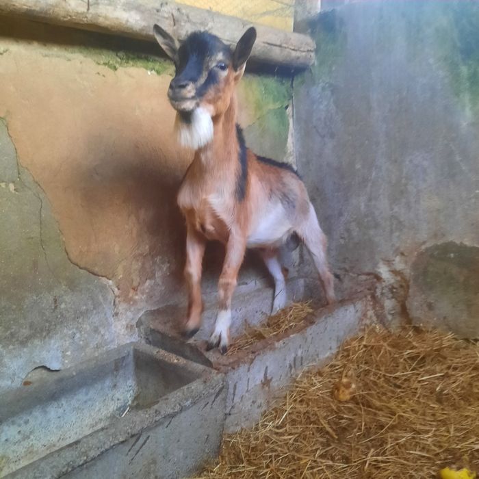 Cabrito macho anão