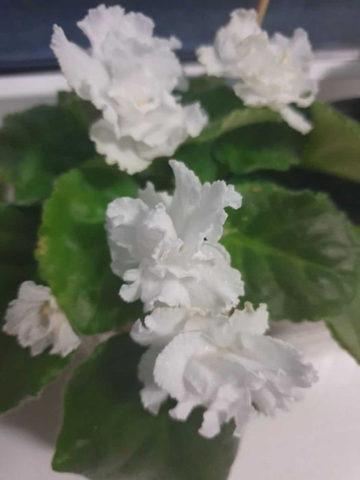 Продам фіалки білого кольору