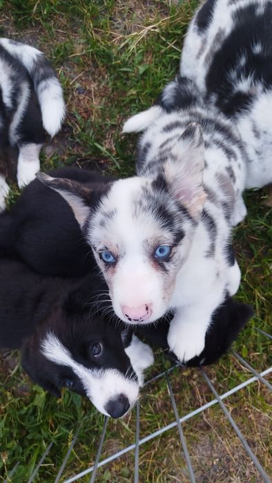 Welsh Corgi Cardigan FCI