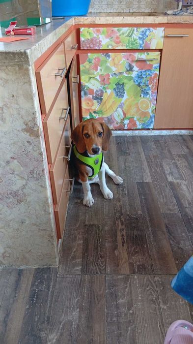 Beagle para doar com chip e vacinas em dia