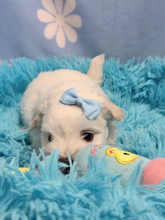Bichon Maltês macho