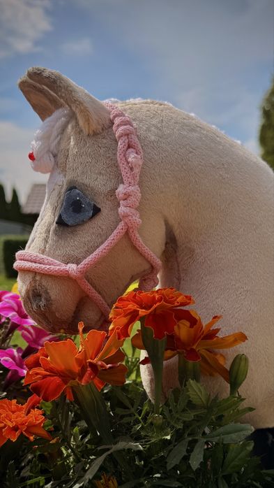 Hobby Horse ze sprzętem