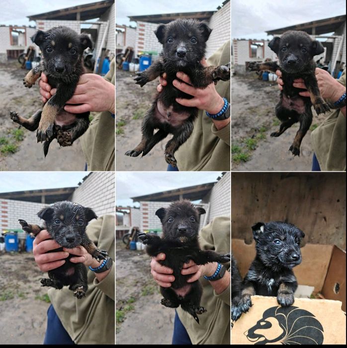 Допоможіть врятувати цуценят