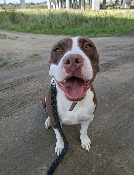 Zazu poleca sie do adopcji