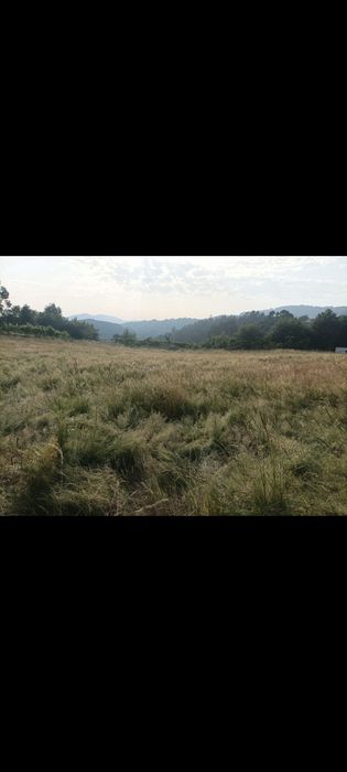 Vendo  este campo de feno