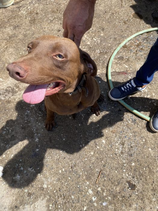 Cão macho para ADOÇÃO Snoopy