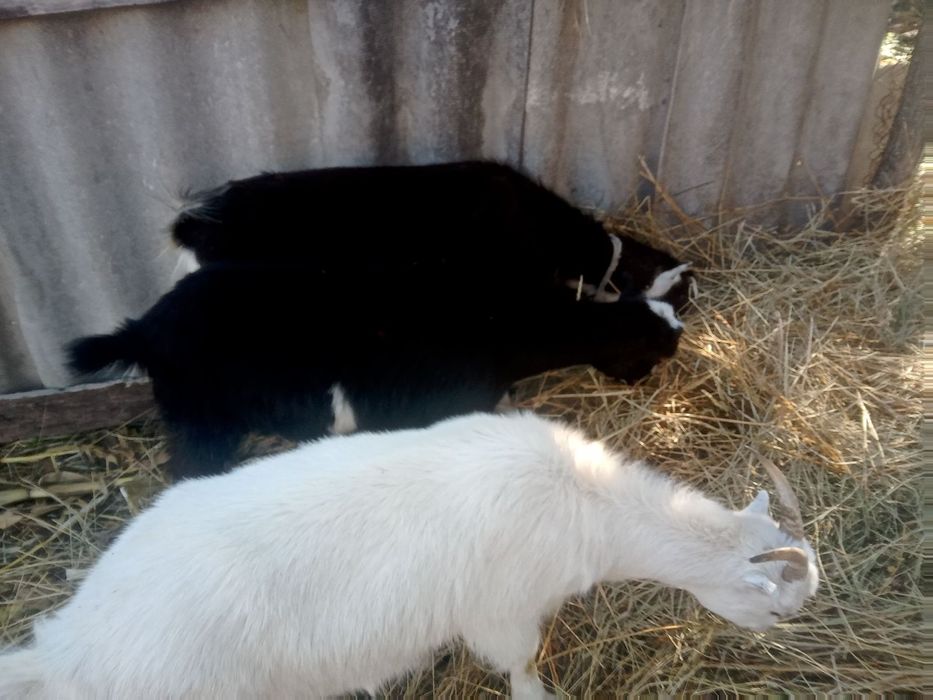 Козы и козлята Ламанча