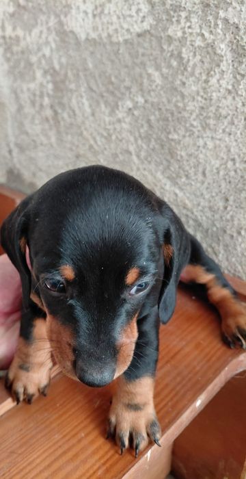 Teckel pêlo liso fêmea pura