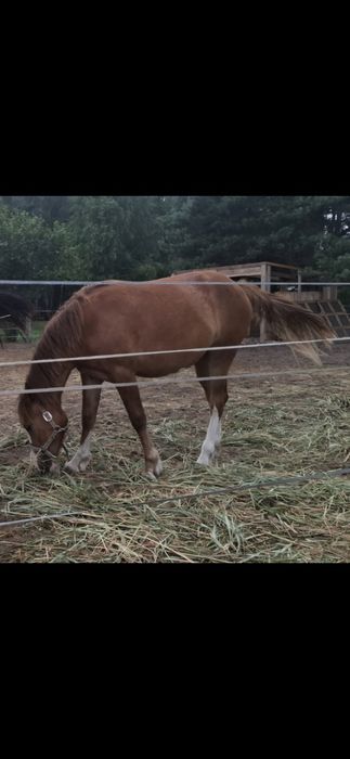 sprzedam roczną klacz