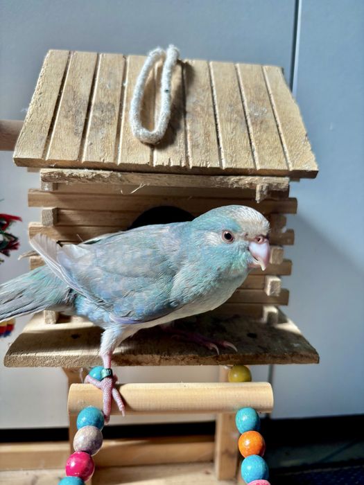 Kakarikis domesticados