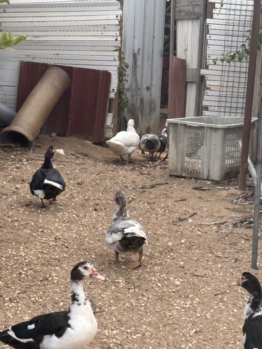 Patos mudos para mudar da casa