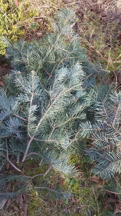 Galązki jodły Kalifornijskiej na stroiki