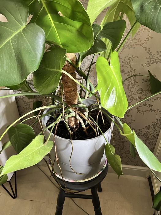 Monstera roślina w doniczce